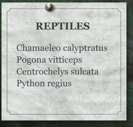 REPTILES  Chamaeleo calyptratus Pogona vitticeps Centrochelys sulcata Python regius